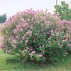 Miss Canada Lilac #2 - Image 2